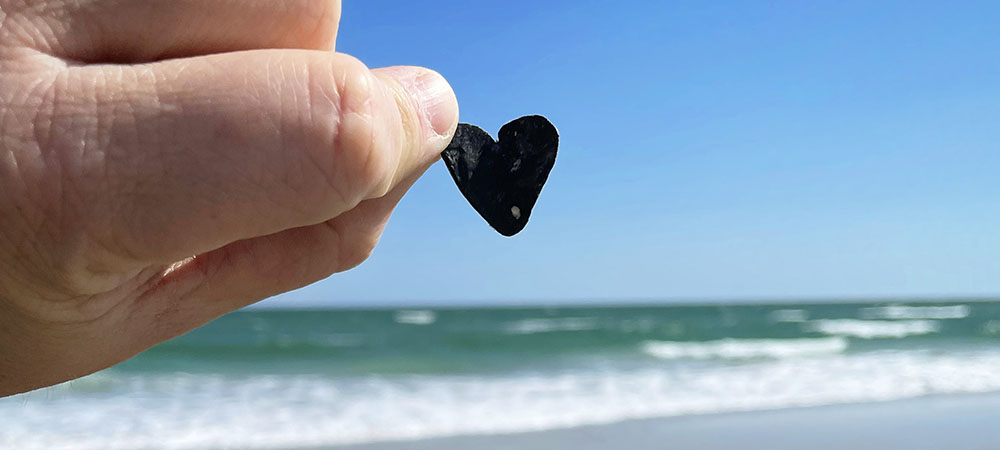 Even on a bad day of hunting for shark teeth, something special may catch your eye. Last year, Topsail Guide's editor thought he'd found a shark tooth, only to learn that it was a worn down oyster shell in the perfect shape of a heart!