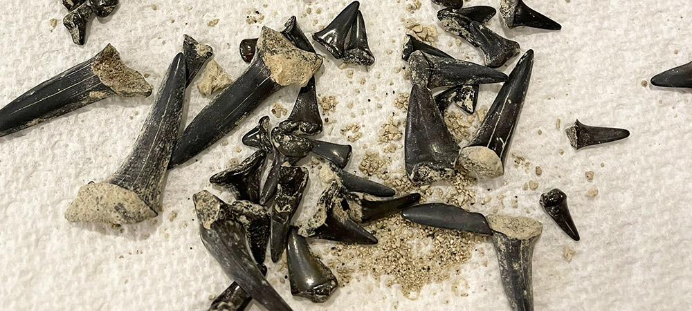 Here's another single-day haul that shows the variety of shark teeth you can find along Topsail Island's shores. Teeth of all shapes and sizes - some even including additional bone structure - can be found for the patient fossil hunter.