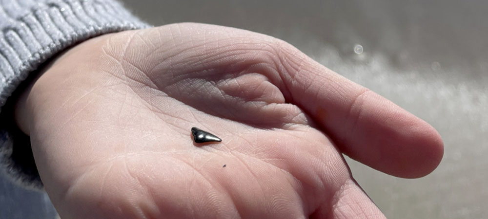 We love that shark tooth hunting can be enjoyed by those of all ages. The Topsail Guide Editor's daughter was just 5 years old when she learned to spot the smaller teeth that often go unnoticed.