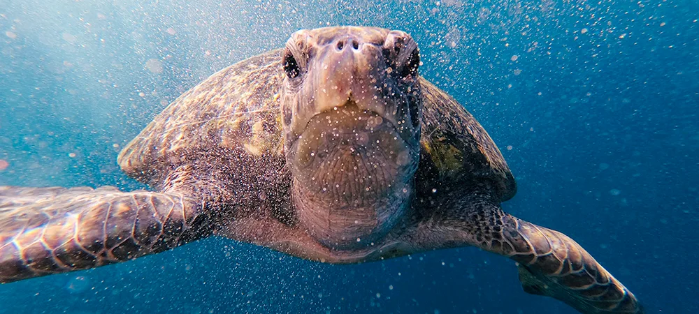 Six Sea Turtles Return to the Ocean at North Topsail Beach