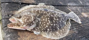 NC Flounder Season Guide 2025: Dates, Size Limit, Best Baits