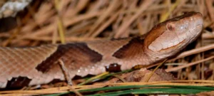 By Gareth Rasberry - Own work, CC BY-SA 3.0, https://commons.wikimedia.org/w/index.php?curid=27851642