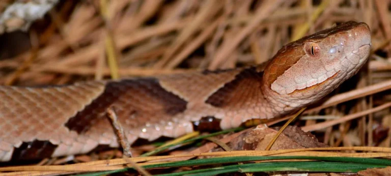Baby Copperhead Season in Southeastern NC