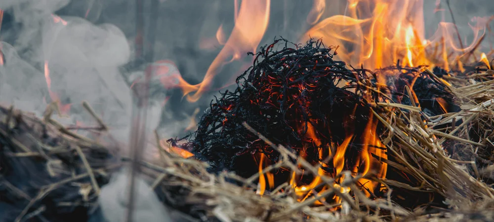 Why It Smells Like Smoke in Topsail Today & What’s Causing the Haze