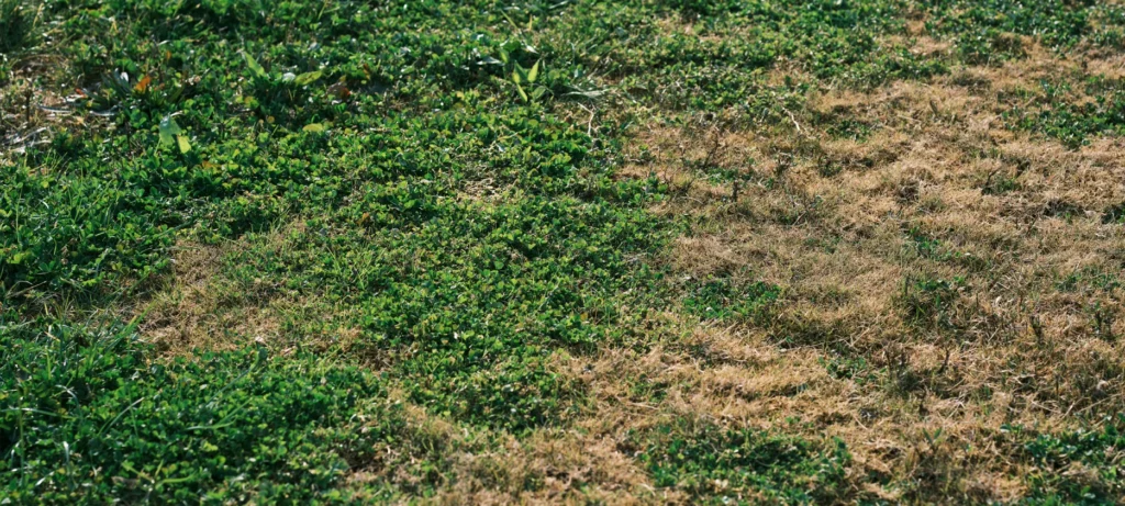 Topsail Area Lawns are Struggling: Why, What to Do - and What Not to Do