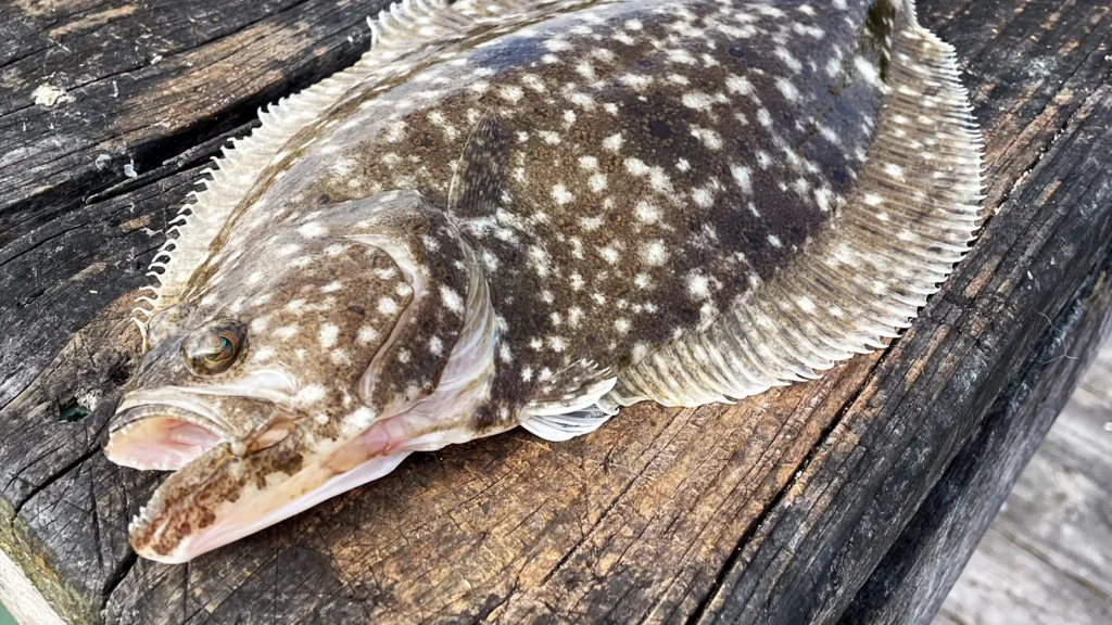 NC Flounder Season 2026: Dates, Limits, and Rules for Topsail Area Anglers