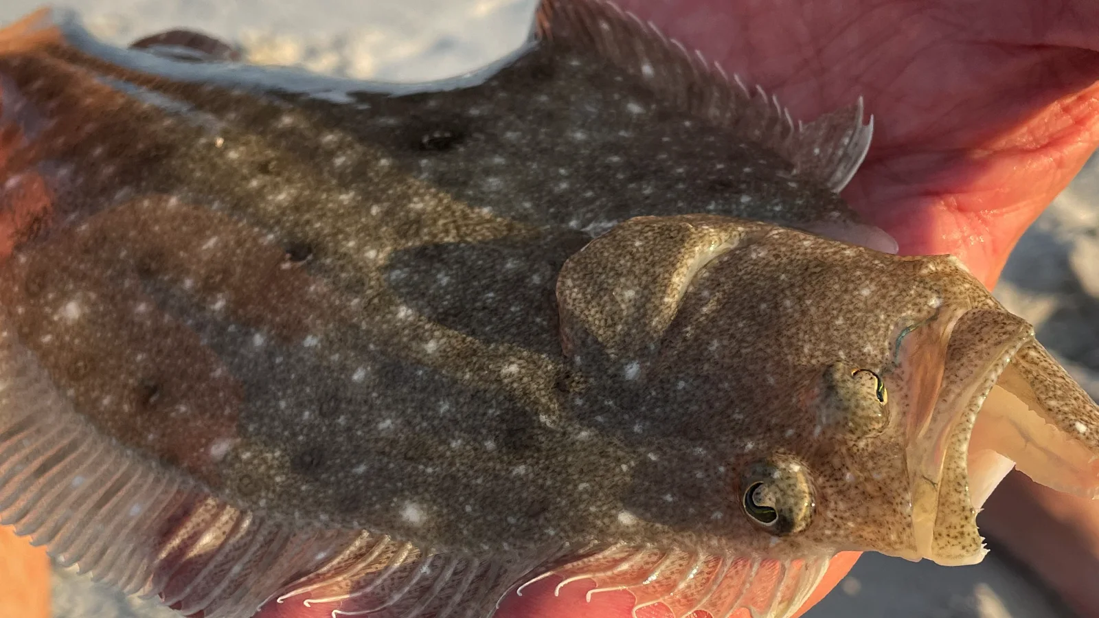 Juvenile flounder caught from the beach approaching dusk; A variety of flounder species can be caught from the beaches along Topsail Island as well as within Soundside access to the ICWW • Topsail Beach, August 2022. Photo: Topsail Guide.