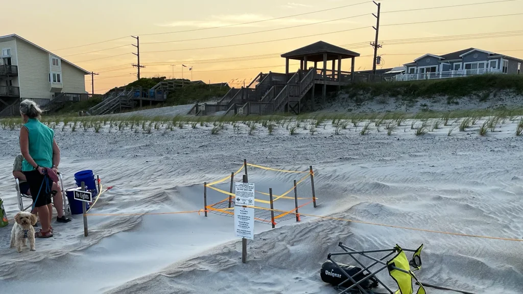 A staked and marked sea turtle nest on the beach at Surf City, North Carolina, at dusk, with a volunteer seated nearby.