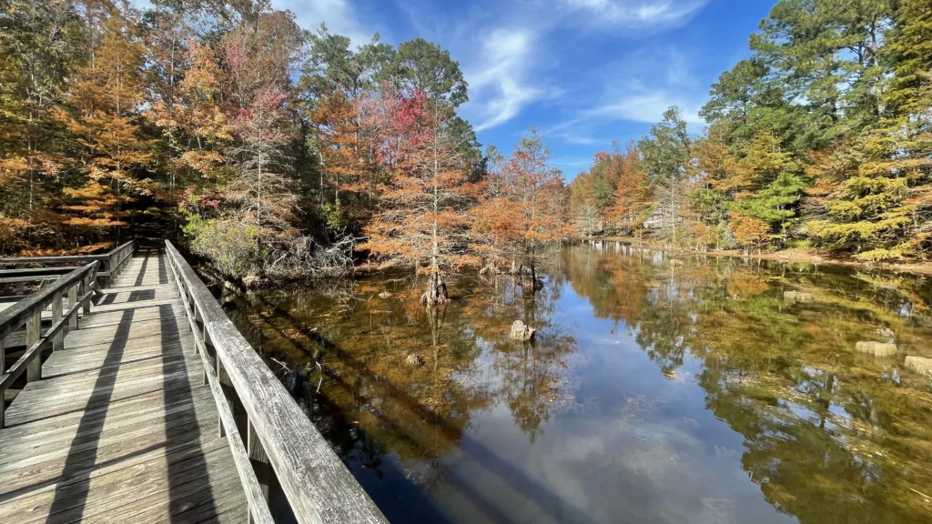 A wooden boardwalk with a railing running along the edge of a pond ringed by cypress trees in fall color.