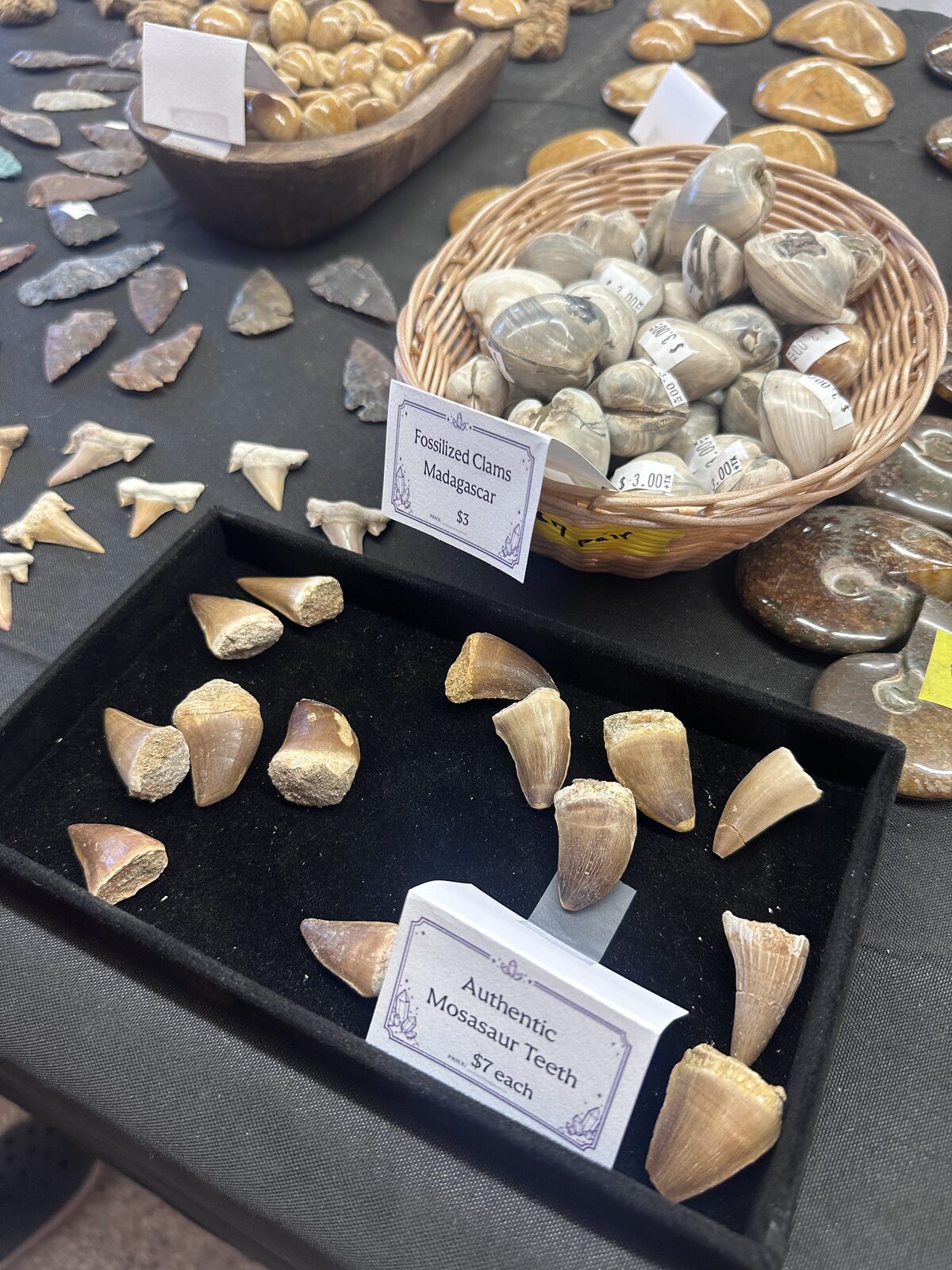 A black display tray of mosasaur teeth beside a woven basket of fossilized clams from Madagascar