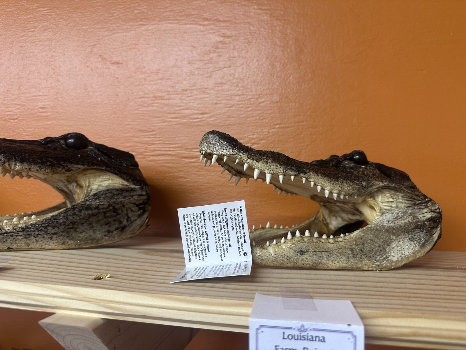 Two preserved alligator heads with open jaws displayed on a pine shelf against an orange wall, with a card reading Louisiana Farm-Raised Gator Heads