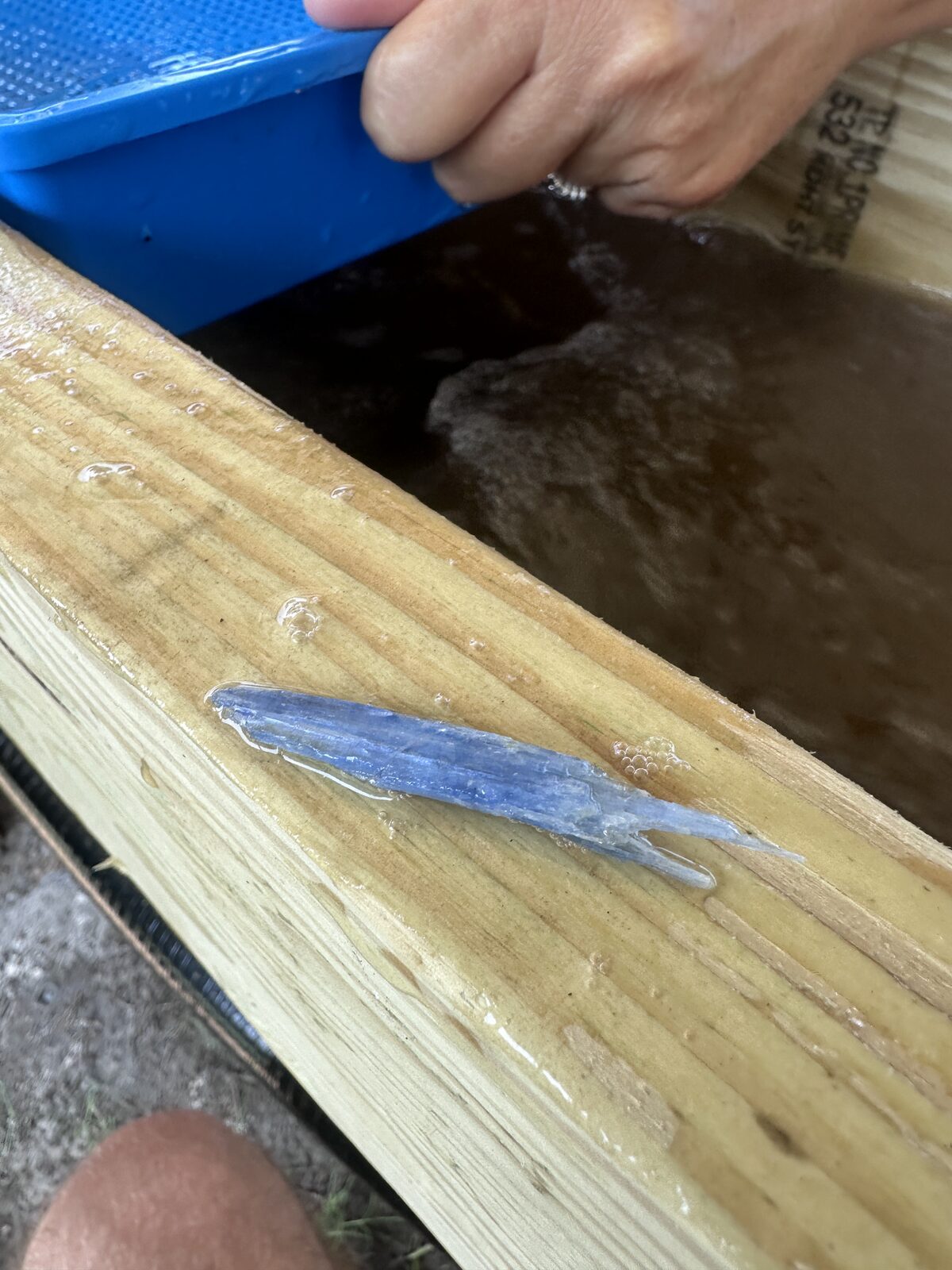 A long blue kyanite blade lying on the wet wood of the sluice rail