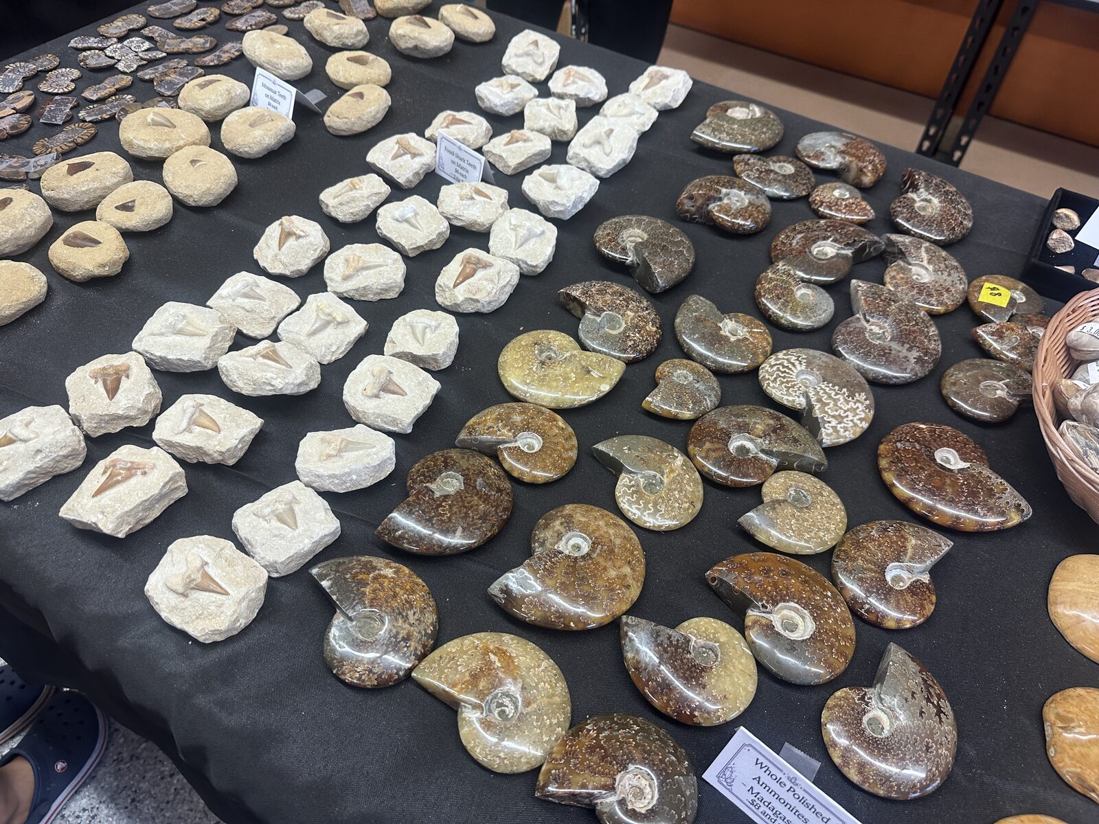 A dark cloth table covered in fossil shark teeth embedded in pale stone matrix, with polished ammonites arranged beside them