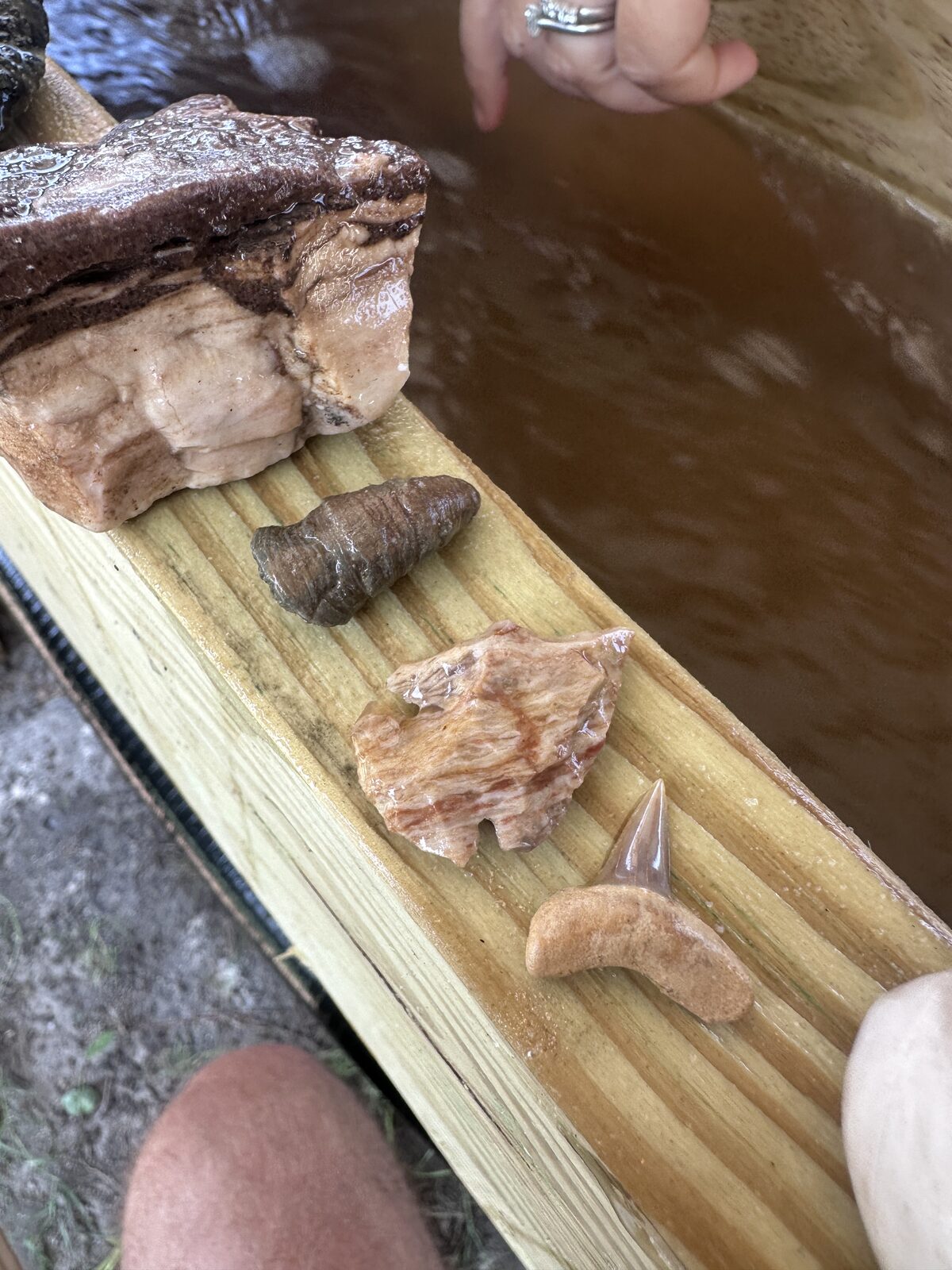 Fossilized shark teeth, a stone arrowhead and a chunk of banded fossil material lined up on the wet wooden rail of the sluice